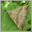 Hypena proboscidalis - Nesselschnabeleule 02.jpg